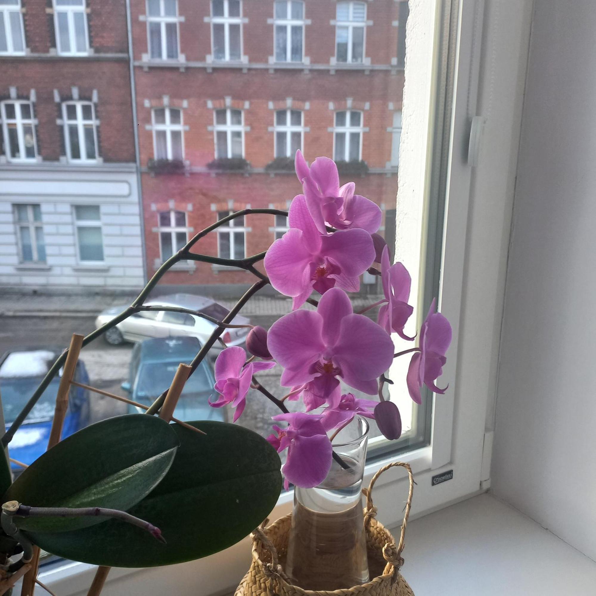 Prowansalski Z Miejscem Parkingowym Apartment *